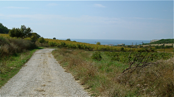 Bozcaada Bağlar