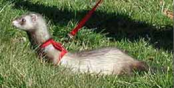 Gelincik